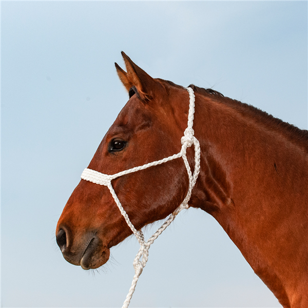 Classic Equine Mule Tape Halter with Lead